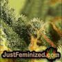Northern Light x Skunk by World of Seeds THC CBD Close Up Trichomes Potency Yield Indica Sativa Strain Pic Images