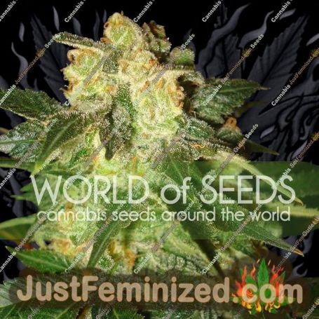Pakistan Ryder Auto by World of Seeds Cannabis Seeds For Sale at Just Feminized
