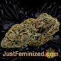 Pakistan Ryder Auto by World of Seeds Buds Weed Ganja Skunk Pot Reefer Dope Herb Pics Images