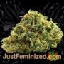 Pakistan Ryder Auto by World of Seeds Buds Weed Ganja Skunk Pot Reefer Dope Herb Pics Images