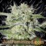 Pakistan Valley by World of Seeds Cannabis Seeds For Sale at Just Feminized