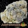 Pakistan Valley by World of Seeds Buds Weed Ganja Skunk Pot Reefer Dope Herb Pics Images