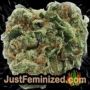Pakistan Valley by World of Seeds Buds Weed Ganja Skunk Pot Reefer Dope Herb Pics Images