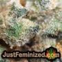 Pakistan Valley by World of Seeds THC CBD Close Up Trichomes Potency Yield Indica Sativa Strain Pic Images
