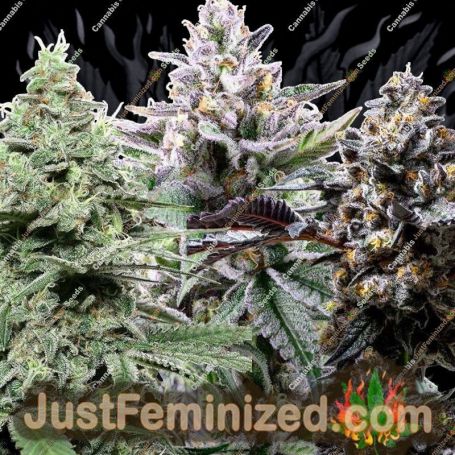 Mixed Collection by World of Seeds Cannabis Seeds For Sale at Just Feminized