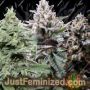 Mixed Collection by World of Seeds Cannabis Seeds For Sale at Just Feminized