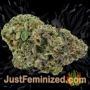 Mixed Collection by World of Seeds Buds Weed Ganja Skunk Pot Reefer Dope Herb Pics Images