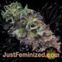 Mixed Collection by World of Seeds Buds Weed Ganja Skunk Pot Reefer Dope Herb Pics Images