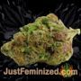 Mixed Collection by World of Seeds Buds Weed Ganja Skunk Pot Reefer Dope Herb Pics Images