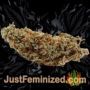 Mixed Collection by World of Seeds Buds Weed Ganja Skunk Pot Reefer Dope Herb Pics Images