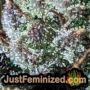 Mixed Collection by World of Seeds THC CBD Close Up Trichomes Potency Yield Indica Sativa Strain Pic Images