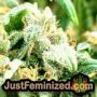 Mixed Collection by World of Seeds THC CBD Close Up Trichomes Potency Yield Indica Sativa Strain Pic Images