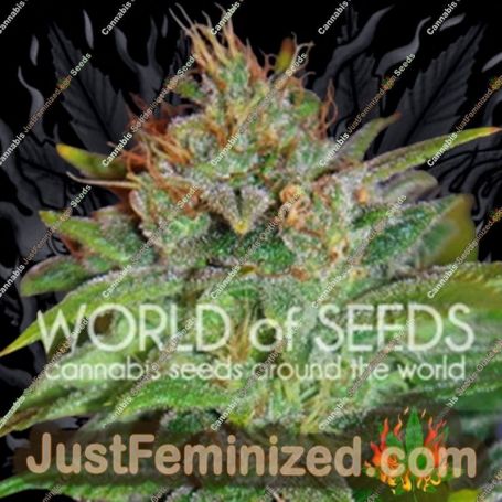 Skunk 47 by World of Seeds Cannabis Seeds For Sale at Just Feminized