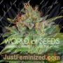 Skunk 47 by World of Seeds Cannabis Seeds For Sale at Just Feminized