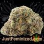 Skunk 47 by World of Seeds Buds Weed Ganja Skunk Pot Reefer Dope Herb Pics Images