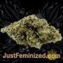 Skunk 47 by World of Seeds Buds Weed Ganja Skunk Pot Reefer Dope Herb Pics Images