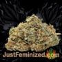 Skunk 47 by World of Seeds Buds Weed Ganja Skunk Pot Reefer Dope Herb Pics Images