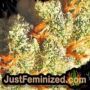 Skunk 47 by World of Seeds THC CBD Close Up Trichomes Potency Yield Indica Sativa Strain Pic Images