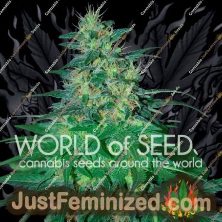 South African Kwazulu by World of Seeds Cannabis Seeds For Sale at Just Feminized