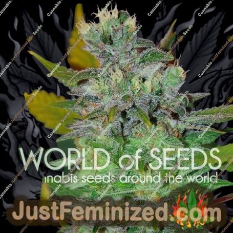 Space by World of Seeds Cannabis Seeds For Sale at Just Feminized
