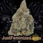 Space by World of Seeds Buds Weed Ganja Skunk Pot Reefer Dope Herb Pics Images