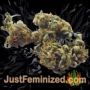 Space by World of Seeds Buds Weed Ganja Skunk Pot Reefer Dope Herb Pics Images