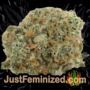 Space by World of Seeds Buds Weed Ganja Skunk Pot Reefer Dope Herb Pics Images