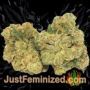 Space by World of Seeds Buds Weed Ganja Skunk Pot Reefer Dope Herb Pics Images