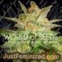 Star 47 by World of Seeds Cannabis Seeds For Sale at Just Feminized