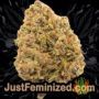 Strawberry Blue by World of Seeds Buds Weed Ganja Skunk Pot Reefer Dope Herb Pics Images
