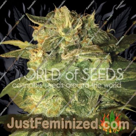 Sugar Mango Ryder Auto by World of Seeds Cannabis Seeds For Sale at Just Feminized