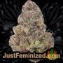 Sugar Mango Ryder Auto by World of Seeds Buds Weed Ganja Skunk Pot Reefer Dope Herb Pics Images