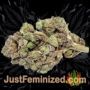 Sugar Mango Ryder Auto by World of Seeds Buds Weed Ganja Skunk Pot Reefer Dope Herb Pics Images