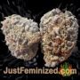 Sugar Mango Ryder Auto by World of Seeds Buds Weed Ganja Skunk Pot Reefer Dope Herb Pics Images