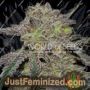 Tonic Ryder Auto by World of Seeds Cannabis Seeds For Sale at Just Feminized