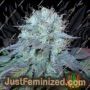 The Big by BC Bud Depot Cannabis Seeds For Sale at Just Feminized