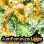 Tonic Ryder Auto by World of Seeds THC CBD Close Up Trichomes Potency Yield Indica Sativa Strain Pic Images