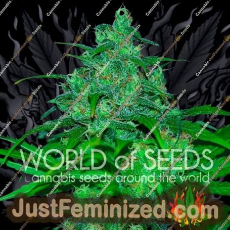 Wild Thailand by World of Seeds Cannabis Seeds For Sale at Just Feminized