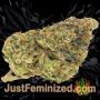 Wild Thailand by World of Seeds Buds Weed Ganja Skunk Pot Reefer Dope Herb Pics Images