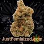 Wild Thailand by World of Seeds Buds Weed Ganja Skunk Pot Reefer Dope Herb Pics Images