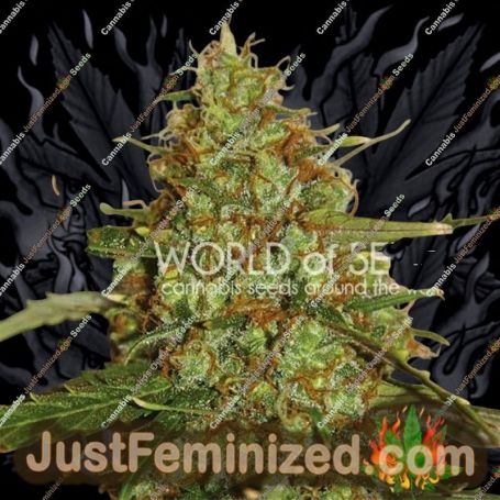 Wild Thailand Ryder Auto by World of Seeds Cannabis Seeds For Sale at Just Feminized