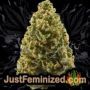 Wild Thailand Ryder Auto by World of Seeds Buds Weed Ganja Skunk Pot Reefer Dope Herb Pics Images