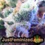 Wild Thailand Ryder Auto by World of Seeds THC CBD Close Up Trichomes Potency Yield Indica Sativa Strain Pic Images
