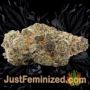 Yumbolt 47 by World of Seeds Buds Weed Ganja Skunk Pot Reefer Dope Herb Pics Images