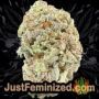 Yumbolt 47 by World of Seeds Buds Weed Ganja Skunk Pot Reefer Dope Herb Pics Images