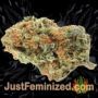 Yumbolt 47 by World of Seeds Buds Weed Ganja Skunk Pot Reefer Dope Herb Pics Images