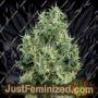 Bleu Berries by White Label Cannabis Seeds For Sale at Just Feminized