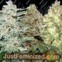 Mixed by White Label Cannabis Seeds For Sale at Just Feminized