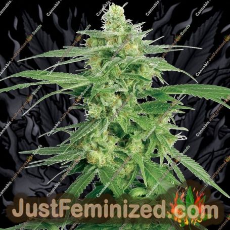 Hollands Hope by White Label Cannabis Seeds For Sale at Just Feminized