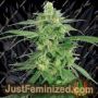 Hollands Hope by White Label Cannabis Seeds For Sale at Just Feminized
